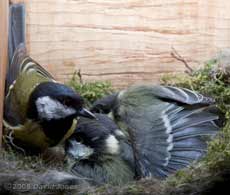 A Great Tit chick prepares to fly