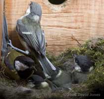 A Great Tit chick nearly lands on its mother