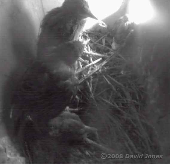 The three Starling chicks this evening