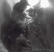 The three Starling chicks this evening