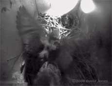 A Starling chick tests its wings