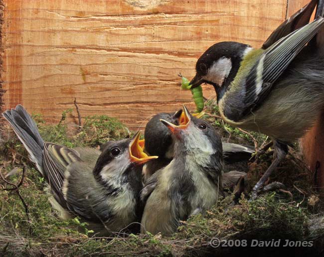 A Great Tit chick receives a caterpillar - 2