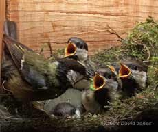 A Great Tit chick receives a caterpillar