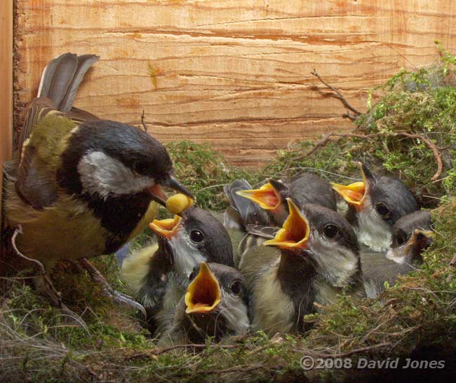The six Great Tit chicks,  and mum with a food pellet
