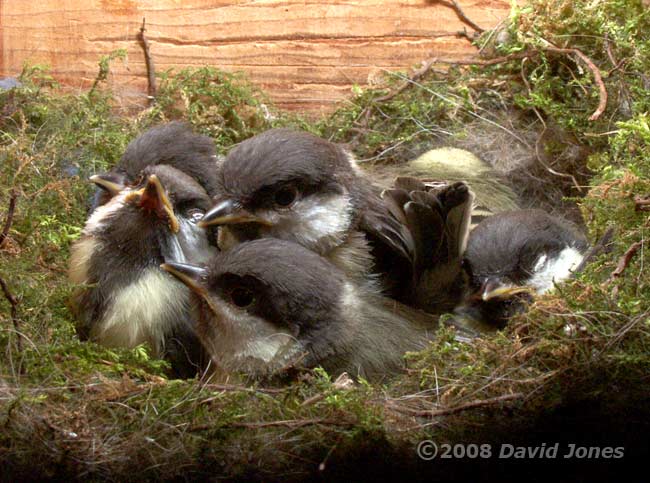 The six Great Tit chicks huddle together to keep warm