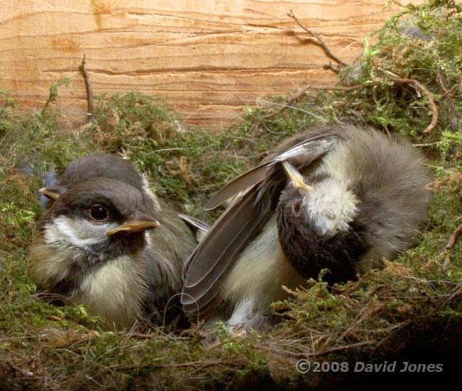 A Great Tit chick preens a wing