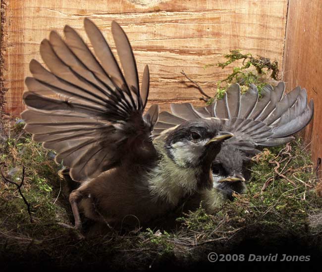 A Great Tit chick exercises its wings - 1