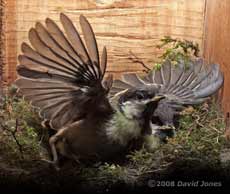 A Great Tit chick exercises its wings - 1
