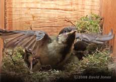 A Great Tit chick exercises its wings - 2
