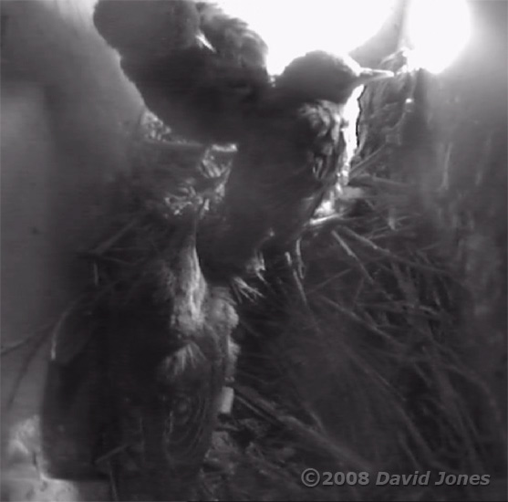 The Starling chicks and their dead sibling