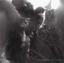 The Starling chicks and their dead sibling