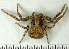 Crab spider (Ozyptila praticola)