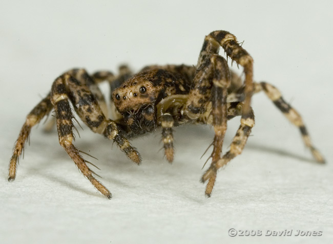 Crab spider (Ozyptila praticola) - defensive posture