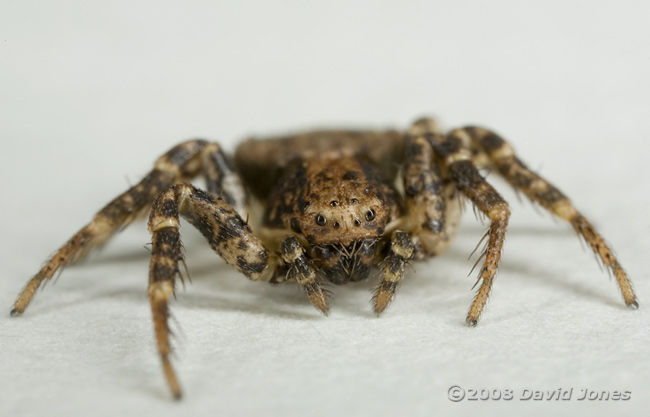 Crab spider (Ozyptila praticola) - front view