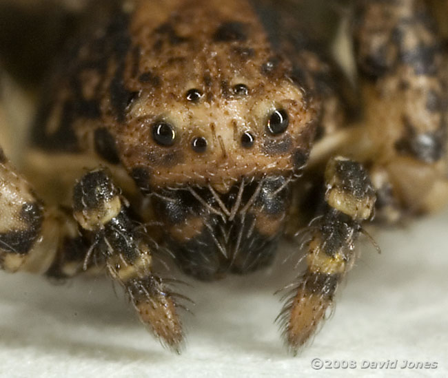 Crab spider (Ozyptila praticola) - close-up of face
