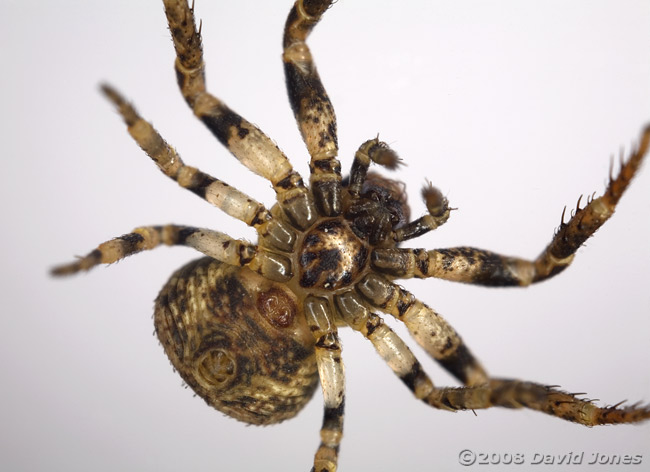 Crab spider (Ozyptila praticola) - ventral view