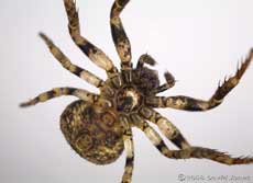 Crab spider (Ozyptila praticola) - ventral view