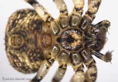 Crab spider (Ozyptila praticola) - ventral view (close-up 1)