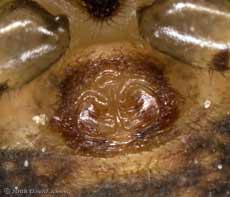 Crab spider (Ozyptila praticola) - epigyne