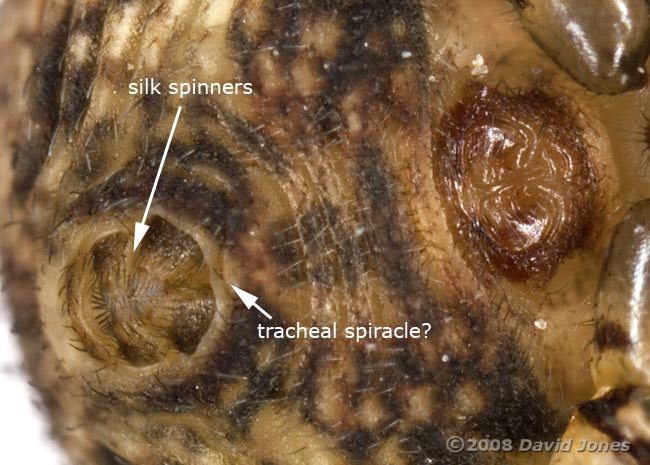 Crab spider (Ozyptila praticola) - spinners 1