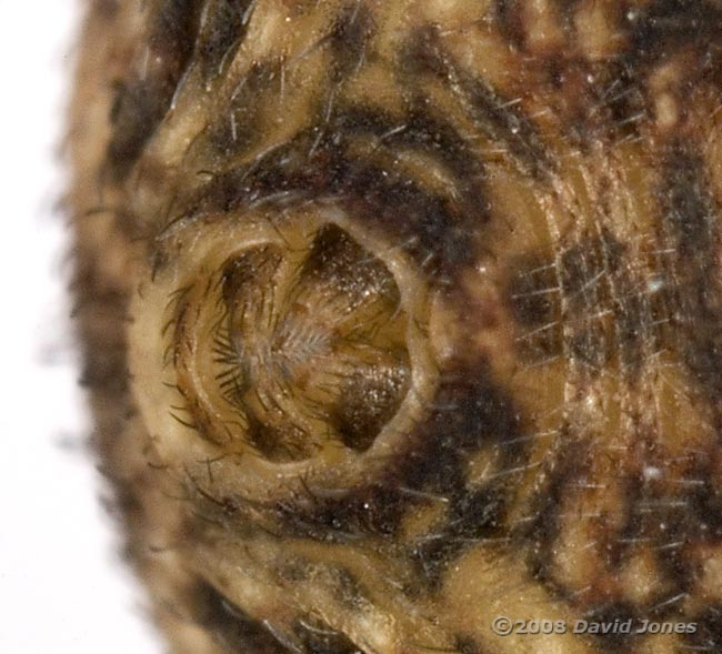 Crab spider (Ozyptila praticola) - spinners (close-up)