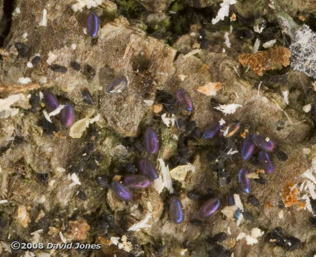 Barkfly eggs on log - 2