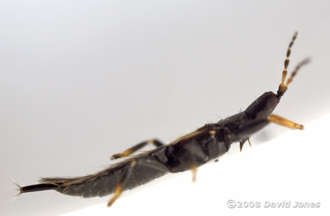 Thrip (Phlaeothrips annulipes) - side view