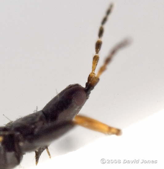 Thrip (Phlaeothrips annulipes) - side view (close-up of head