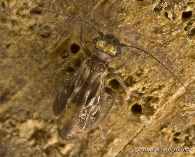 Barkfly (Epicaecilius pilipennis)