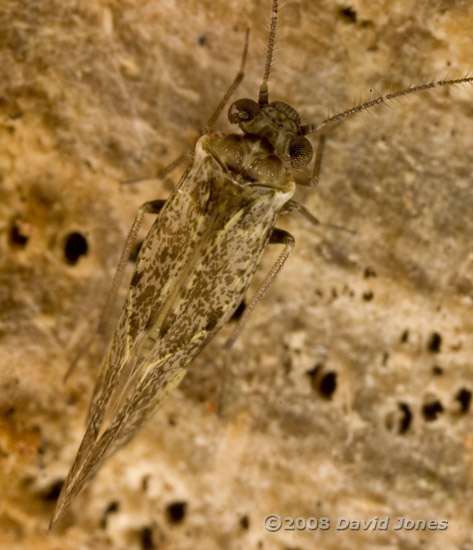 Barkfly (Loensia variegata) - 2