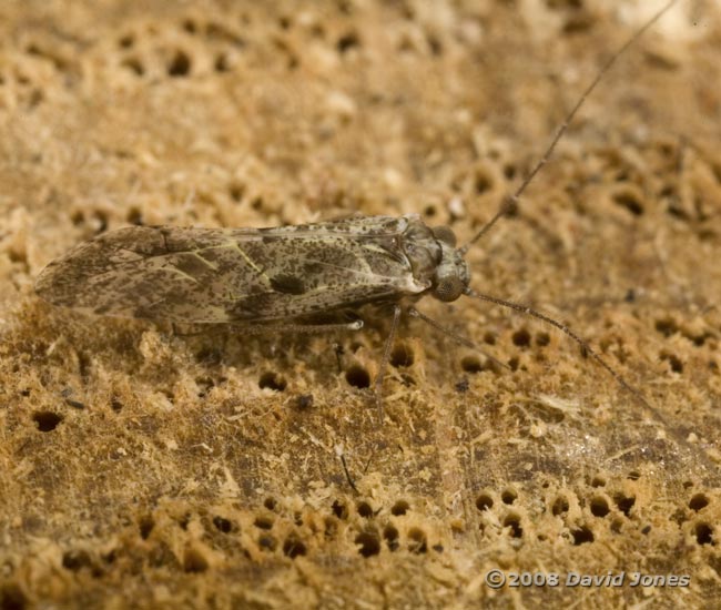 Barkfly (Loensia variegata) - 1