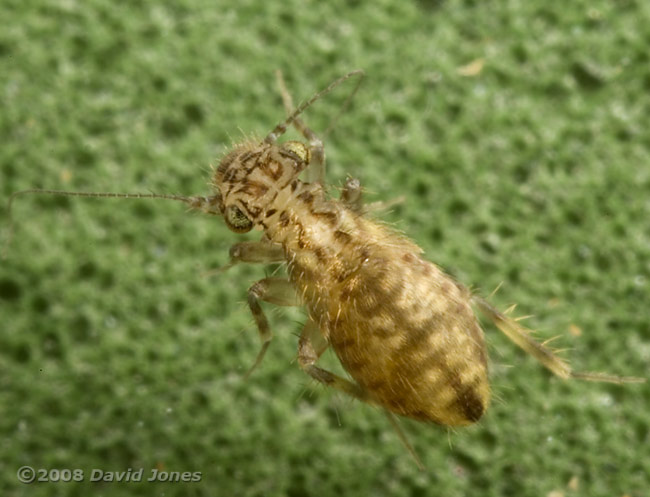 Barkfly nymph (Pteroxanium kelloggi)