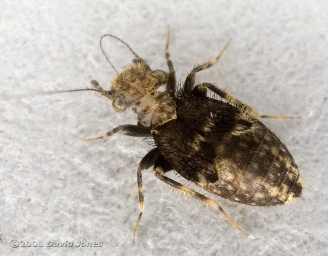 Barkfly (Pteroxanium kelloggi) - 1