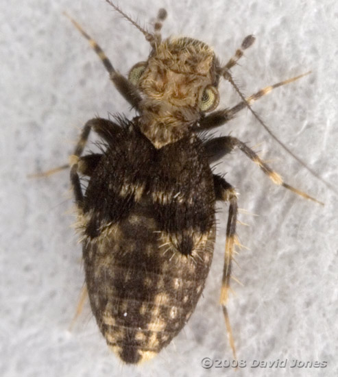 Barkfly (Pteroxanium kelloggi) - 2, cropped image