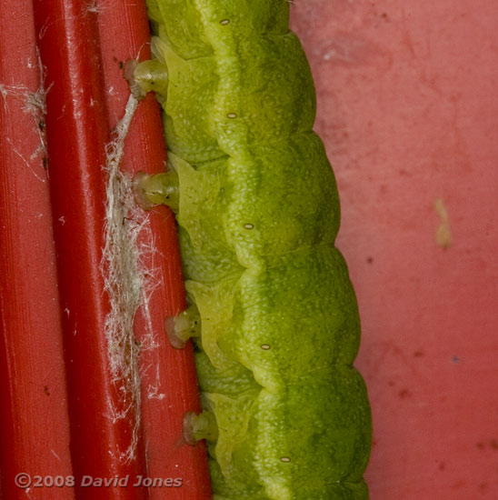 Unidentified green caterpillar - showing prolegs