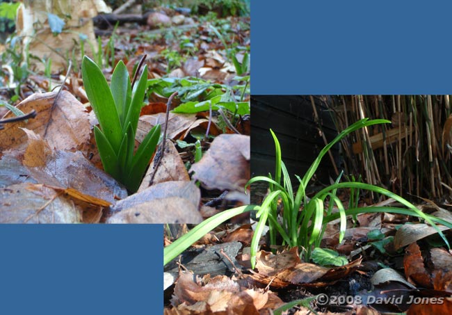 Bluebell and Triangular Garlic foliage