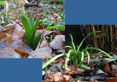 Bluebell and Triangular Garlic foliage