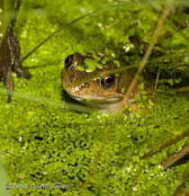 Frogs in the big pond - 1