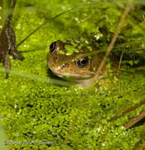 Frogs in the big pond - 1