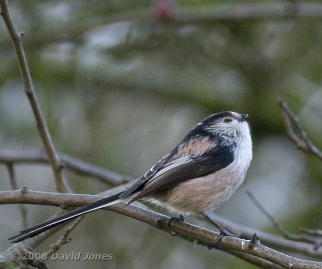 Long-tailed Tit in Hawthorn