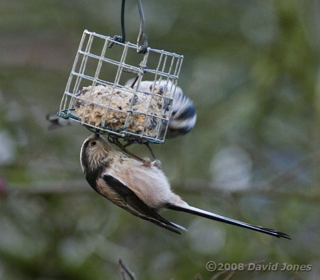 Long-tailed Tits at fatball - 2