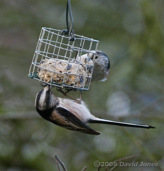 Long-tailed Tits at fatball - 1