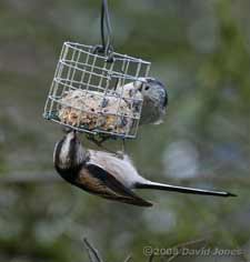 Long-tailed Tits at fatball