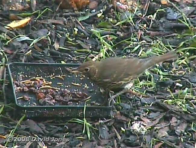 Song Thrush with raisin (cctv image)