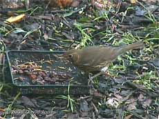 Song Thrush with raisin (cctv image)