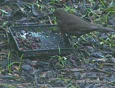 Female Blackbird (cctv image)