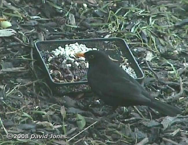 Male Blackbird (cctv image)