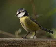 Blue Tit on feeder table