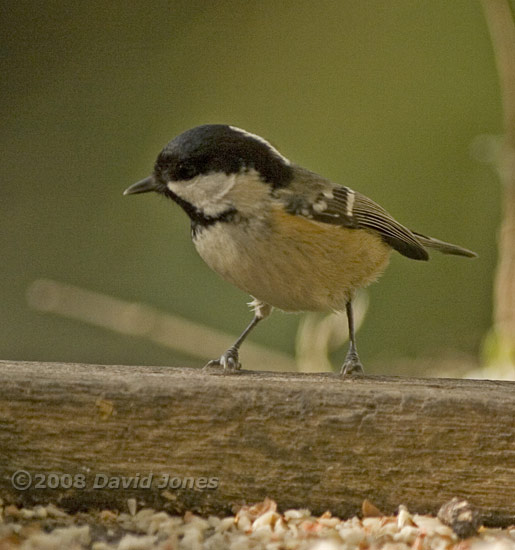 Coal Tit on feeder table - 1