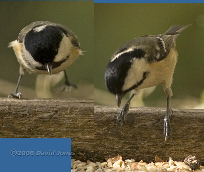 Coal Tit on feeder table - 2